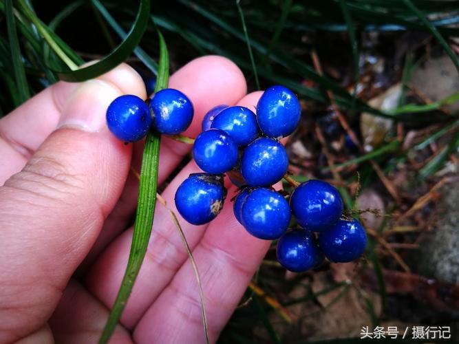 这种草像兰花草冬日结蓝色的果实您认识吗其小块根润肺清心
