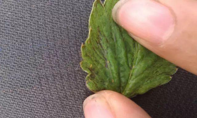 【病虫草图】蓟马高清图谱,不用废话,直接上图!