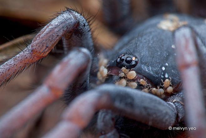tube trapdoor spider infested with mites by
