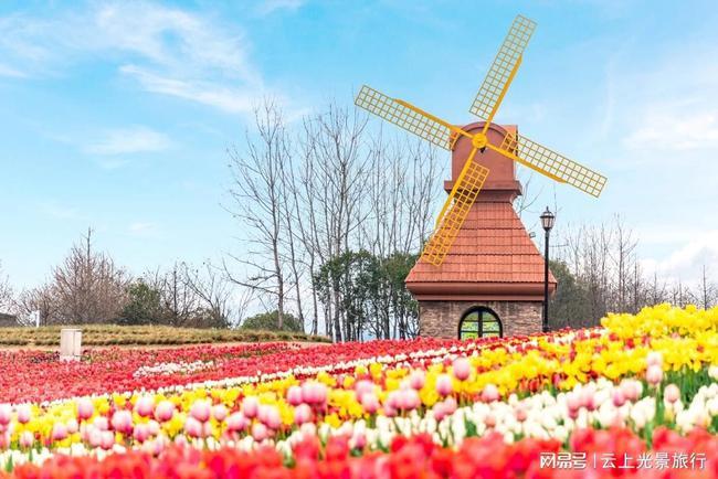 避开人群杭州湾海上花田郁金香花海美爆了