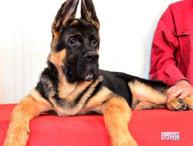 三个月锤系德牧图片三个月锤系德牧图片燕京犬业图