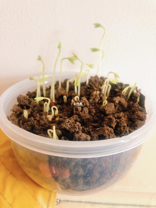 幼儿园植物角植物在沙里土里和水里生长_幼儿园_幼儿园环创_教育_学前