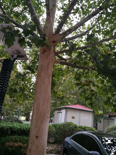 吴嘉轩观察法国梧桐树