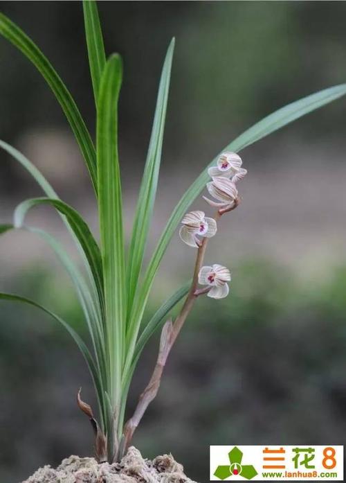 中国兰花常见品种识别