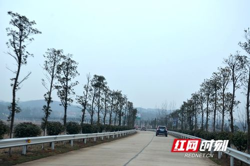 澧县澧南镇老百姓竖起大拇指点赞人居环境改善