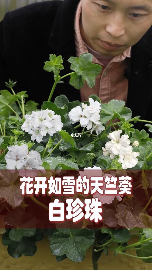 花开如雪的天竺葵-白珍珠_惠惠的花圃自由行热门攻略