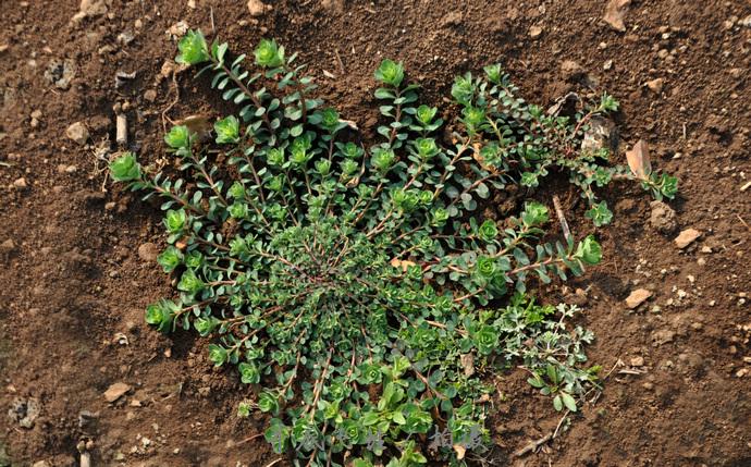 别称:五朵云,猫眼草,五凤草