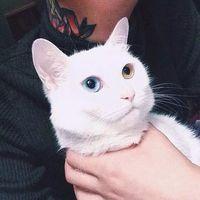 唯美男生和猫头像