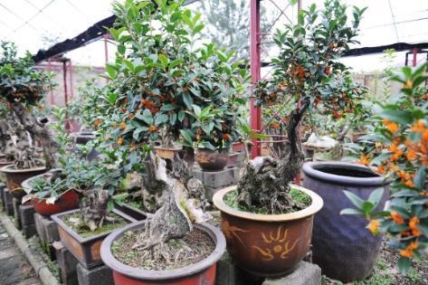 养桂花盆景,注意5个方面,枝繁叶茂,耐人寻味的花香常