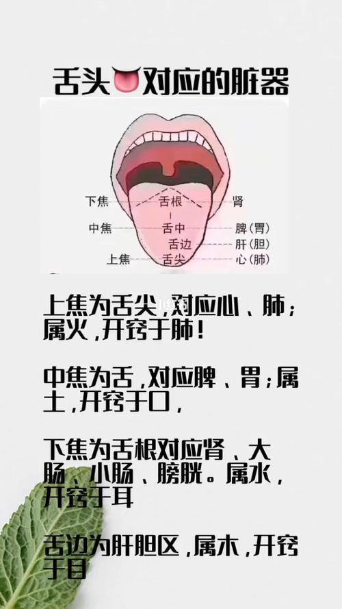 舌诊专业知识_养生_医疗健康_医疗健康其他