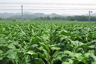 烤烟品种云烟202主要特征特性