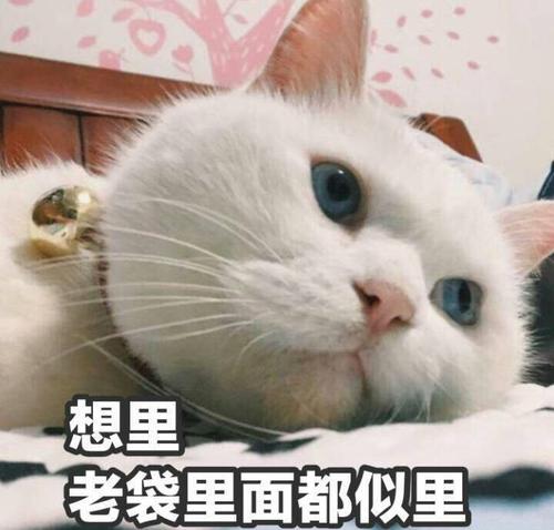 想你,脑袋里都是你(猫咪)表情包 - 日常表情包