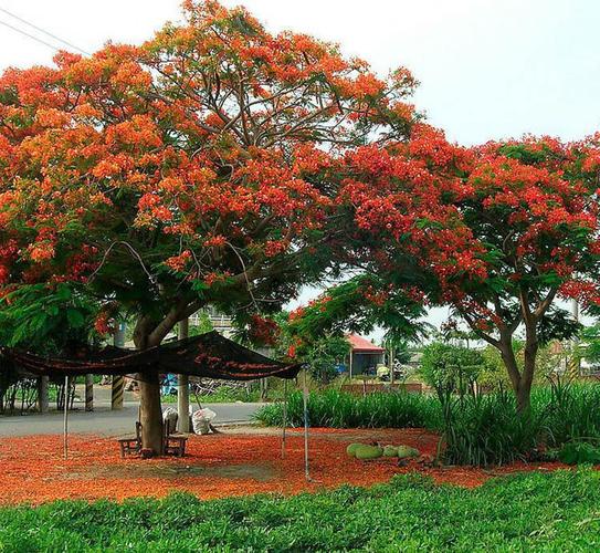 5 各种规格齐全 量产品,图片仅供参考,热销凤凰木批发 树形优美 冠幅