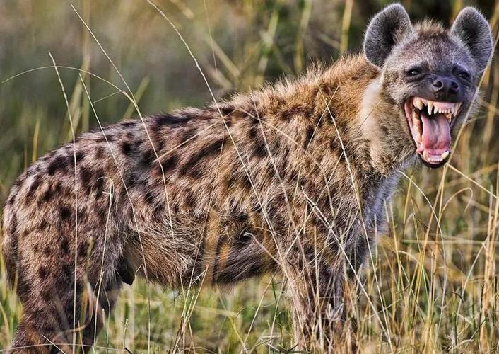 原创一獒战三狼别闹了200斤的藏獒和150斤鬣狗打斗结局会如何