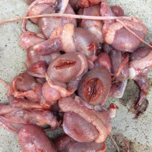 宝猪肾当天蛋蛋睾丸摘取无花天发