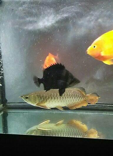 高背蓝底金龙鱼