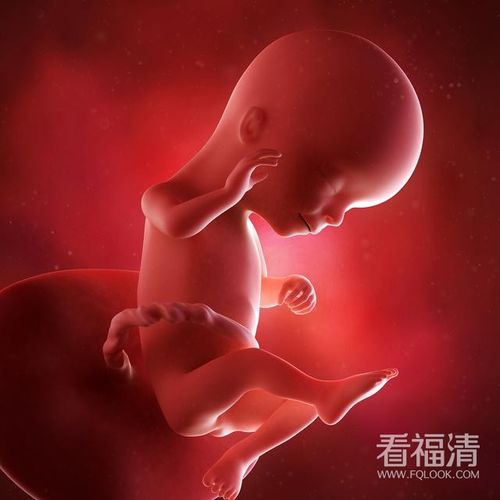 孕期胎宝宝长啥样孕期240周胎儿发育全过程