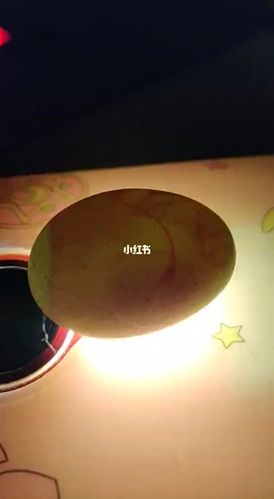 芦丁鸡孵化第6天照蛋
