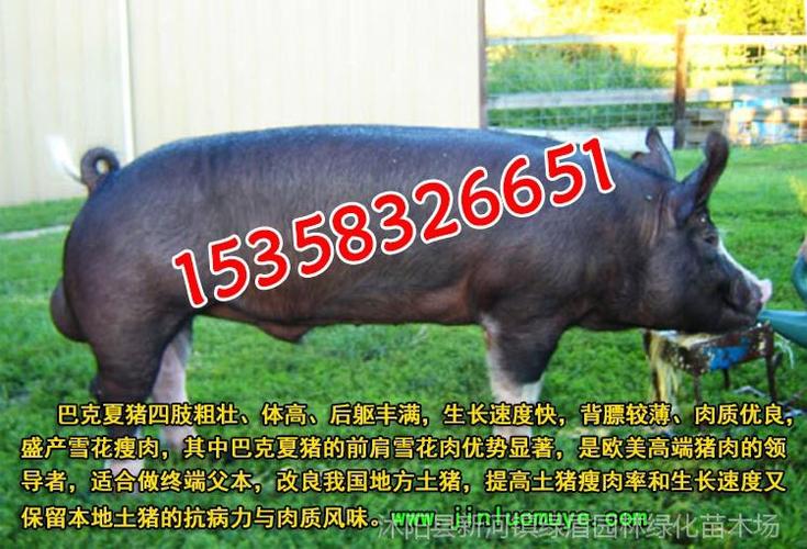 江苏太湖小母猪-纯种太湖母猪仔价格-原种太湖母猪批发价格