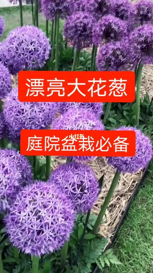 大花葱_美食_美食_美食展示