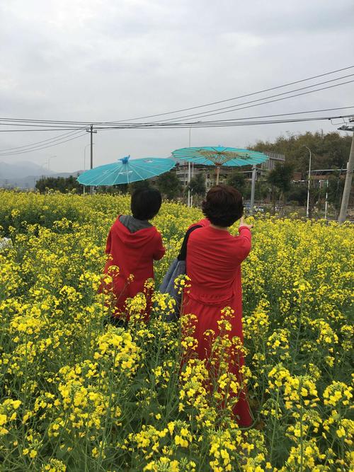 2021正月十四旗山虎秀路公路边开满油菜花