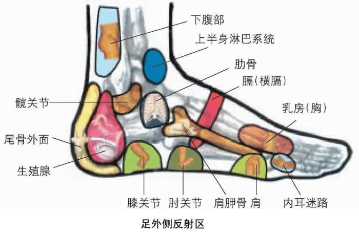 足外侧反射区