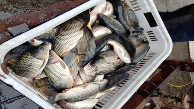 收费鱼塘钓鱼,掌握5个知道,3条垂钓技巧,多钓鱼不难