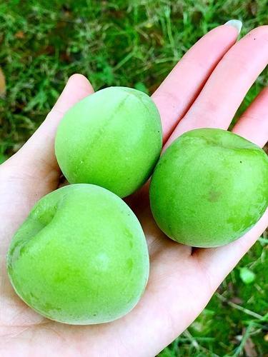 有谁知道这到底是青梅还是杏子啊 ?蒙圈了我?