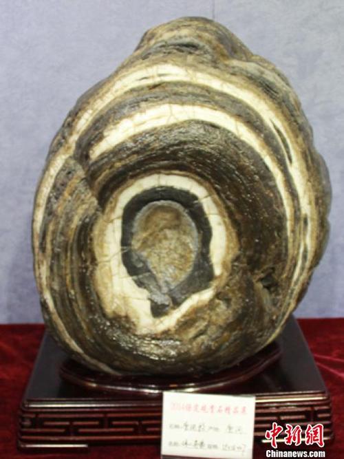 卷纹状"伟人肖像"唐河彩石. 吕子豪 摄