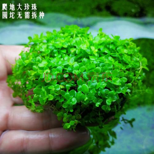 淡水鱼缸活体懒人入门造景坨草水下叶天湖珍珠前景草坪无需底沙 爬地