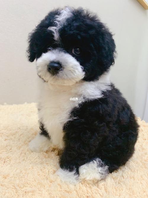 实属罕见黑白花泰迪熊02_泰迪熊怎么样_宠物_狗