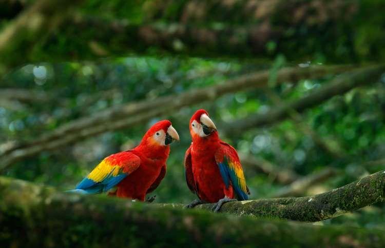 五彩文鸟(七彩文鸟最贵品种)