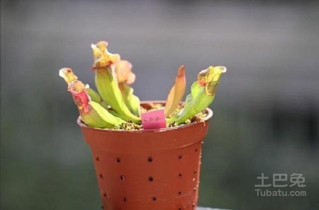 瓶子草价格