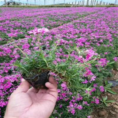 优质丛生福禄考 直立福禄考 颜色多 花海芝樱 宿根花卉基地