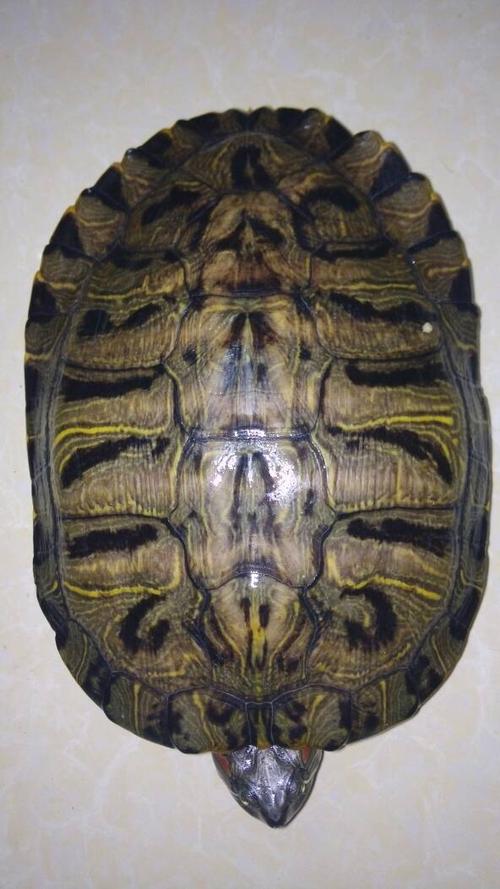 巴西龟大大概五斤重,想了解一下,大概多少钱左右?