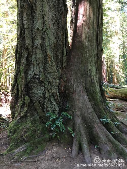 亚热带原始森林寻宝记