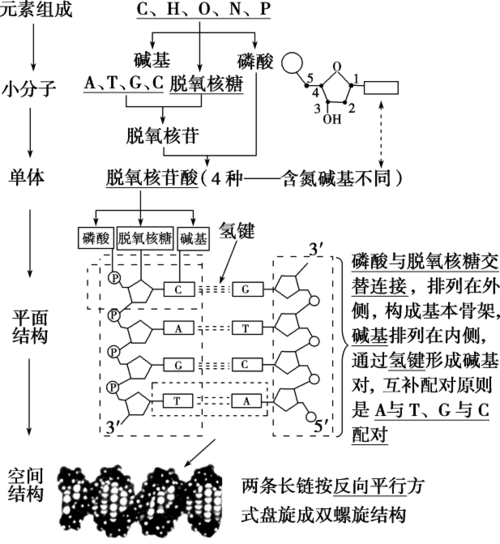 2018版高考生物第六单元遗传的物质基础第23讲dna分子的结构dna的复制