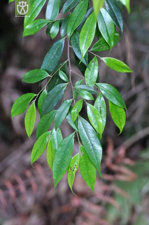 细枝柃 eurya loquaiana-0229.jpg 相邻时间拍摄的照片      张