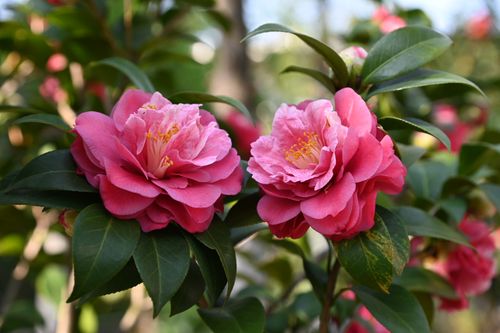 茶花——红粉佳人之美