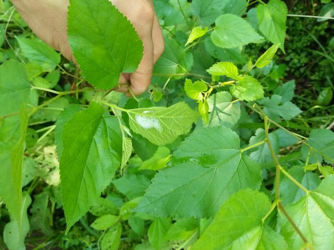 桑树上有类似痰一样的泡沫液体有毒吗?