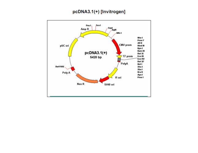 vector_pcdna3-1质粒图谱.pdf