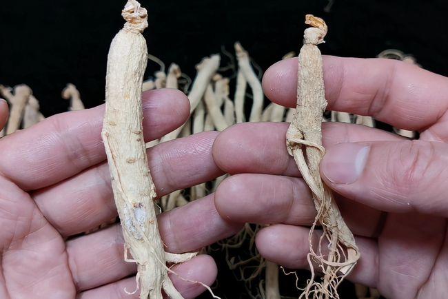 如何辨别有毒的硫磺人参看准这4个地方毒人参立马现原形