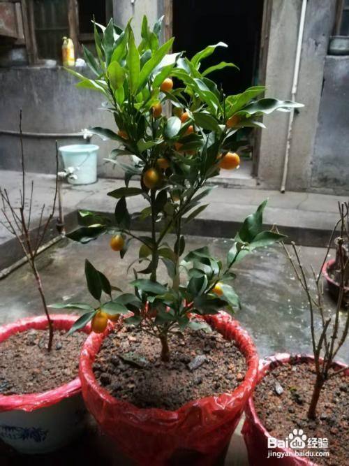 桔子树的修剪方法