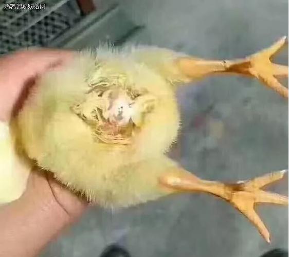 鸡白痢沙门氏菌:拉白色粪便,挂在屁股周围以下我们常见的817肉鸡感染