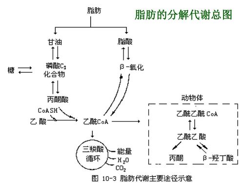 on theme: "第二节 脂肪的代谢 一,甘油三酯的分解代谢 脂肪动员 脂肪