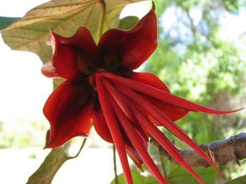 魔爪花,恶魔之手,原名是猴爪树,花期为春末夏初.