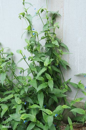 在安小记——落地窗旁边的鸭跖草
