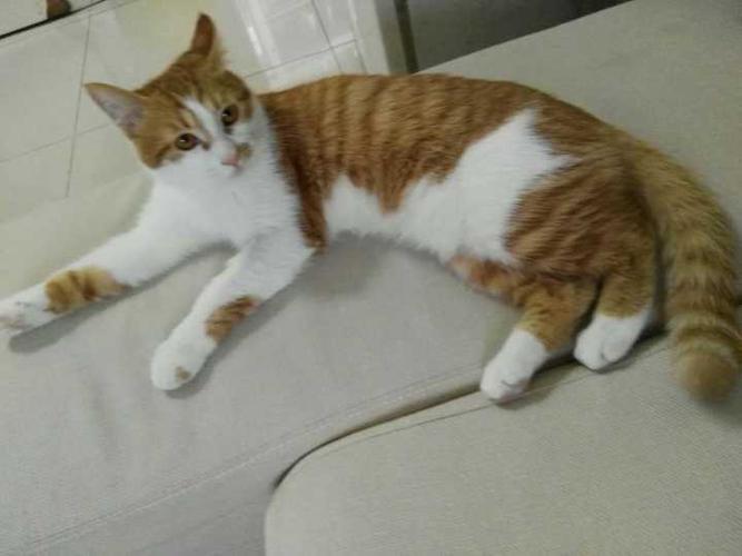 养猫的人来聊聊,为什么养猫?