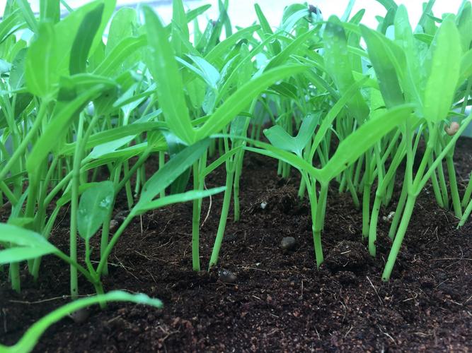 空心菜的成长
