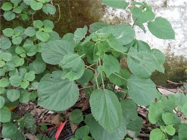 野苎麻药用